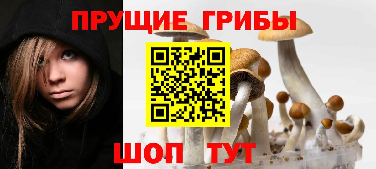 Псилоцибиновые грибы Cubensis  Галлюциногенные грибы Psilocybine cubensis  Белгород  Вход с VPN 